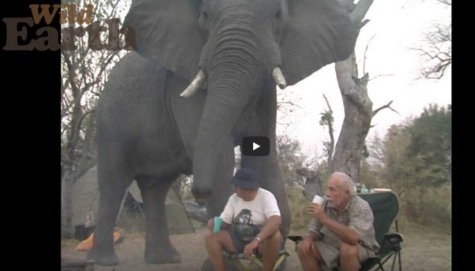Close Elephant Encounters