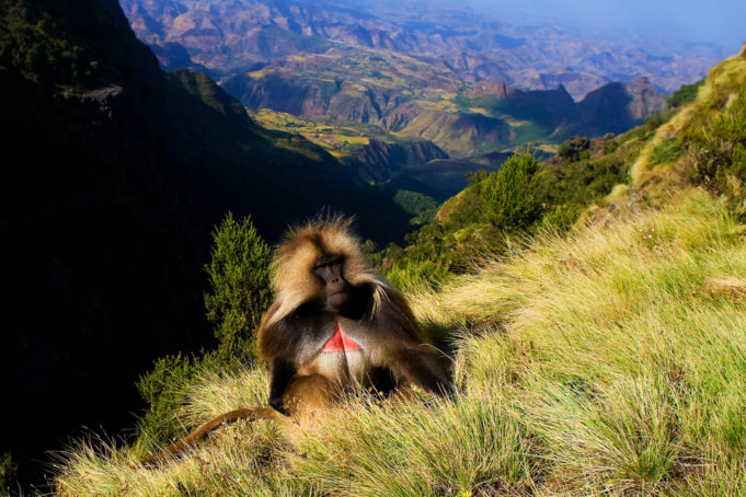 Ethiopia Simien Monkeys