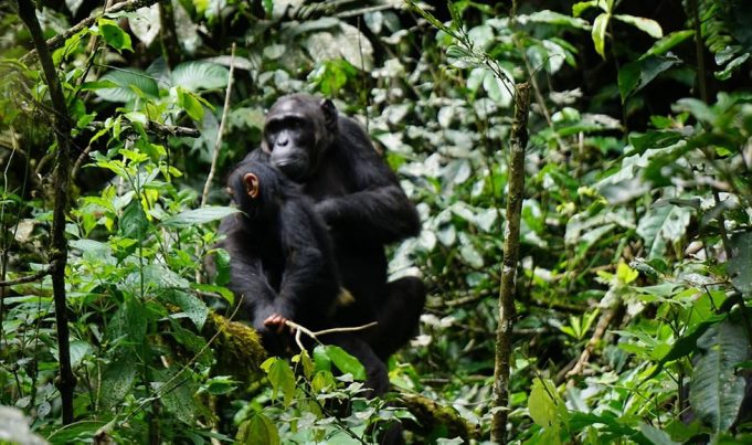 Kibale Forest Chimpanzee