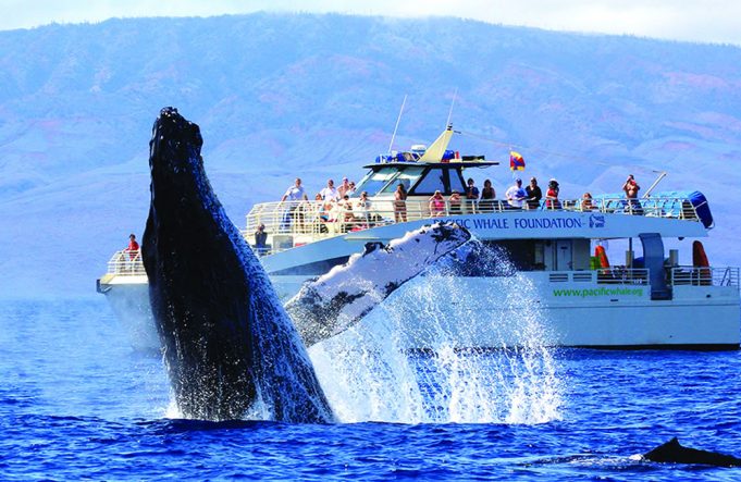 Whale Watching in Hawaii